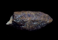 藏品(動物骨化石)的圖片